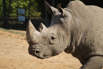 Fototapeta premium Rhinocéros blanc