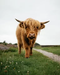 Crédence de cuisine en verre imprimé Highlander écossais scottish highland cow looking at camera
