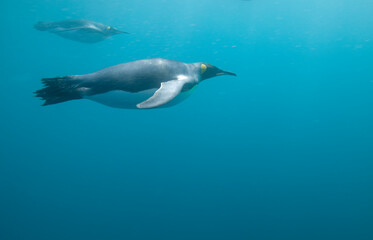 King Penguins Underwater, South Georgia Island, Antarctica