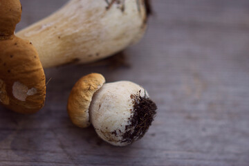 mushrooms on the wooden table with natural light