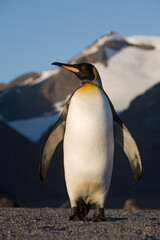 King Penguin at Dawn, South Georgia Island, Antarctica