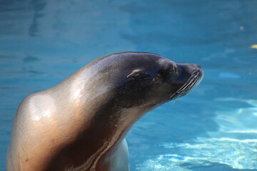 Otaries de californie