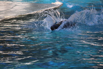 Otaries de californie