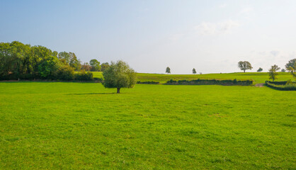 Fototapeta premium Fields and trees in a green hilly grassy landscape under a blue sky in sunlight at fall, Voeren, Limburg, Belgium, September 11, 2020