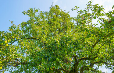 Pears growing in pear trees in an orchard in bright sunlight in autumn, Voeren, Limburg, Belgium, September 11, 2020