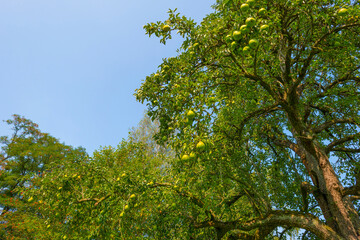Pears growing in pear trees in an orchard in bright sunlight in autumn, Voeren, Limburg, Belgium, September 11, 2020