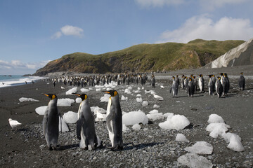 Obraz premium King Penguins, South Georgia Island, Antarctica