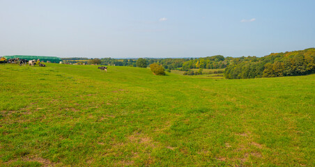 Fields and trees in a green hilly grassy landscape under a blue sky in sunlight at fall, Voeren, Limburg, Belgium, September 11, 2020