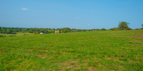 Fototapeta na wymiar Herd of cows in a green hilly meadow under a blue sky in sunlight in autumn, Voeren, Limburg, Belgium, September 11, 2020