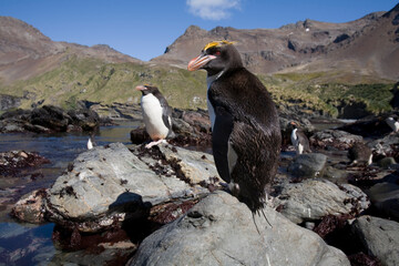 Macaroni Penguins, South Georgia Island, Antarctica
