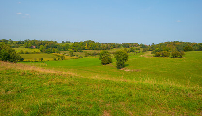 Fototapeta premium Fields and trees in a green hilly grassy landscape under a blue sky in sunlight at fall, Voeren, Limburg, Belgium, September 11, 2020