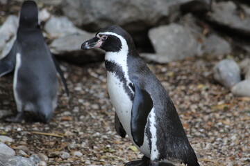 Fototapeta premium penguin on the beach
