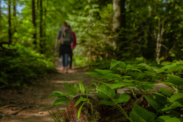 Obraz premium people silhouette walking in forest outdoor nature environment space concept photography with green foliage foreground view