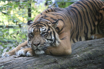 Obraz premium Tigre de sumatra