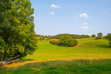 Fields and trees in a green hilly grassy landscape under a blue sky in sunlight at fall, Voeren, Limburg, Belgium, September 11, 2020