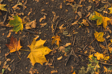falling leaves autumn background concept on ground