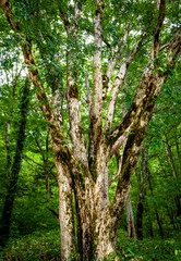上高地　森林の中の大木