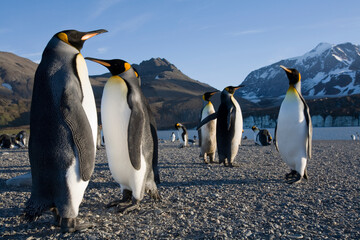 Obraz premium King Penguins and Glaciers, South Georgia Island, Antarctica
