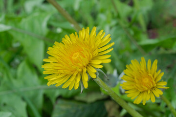 A fully open common dandelion flower.