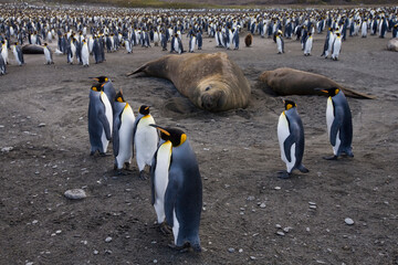 Obraz premium King Penguins and Elephant Seal, South Georgia Island, Antarctica
