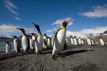 King Penguins, South Georgia Island, Antarctica