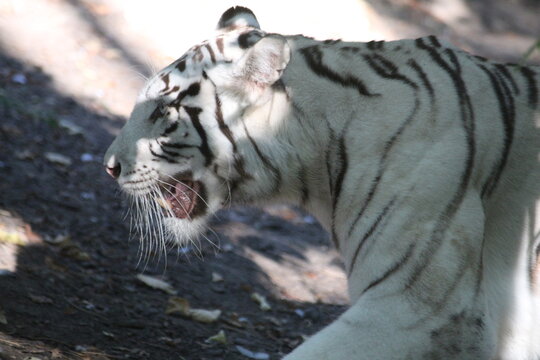 Tigres Blanc