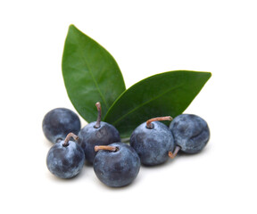 Blue berry on white background 