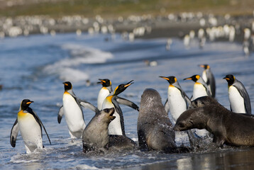 Obraz premium King Penguins, South Georgia Island, Antarctica