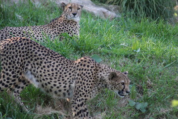famille de guépards, mammifère terrestre l eplus rapide