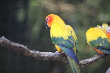 red and yellow macaw