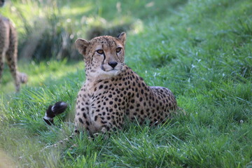 famille de guépards, mammifère terrestre l eplus rapide