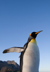 King Penguin at Sunset, South Georgia Island, Antarctica
