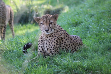 famille de guépards, mammifère terrestre l eplus rapide