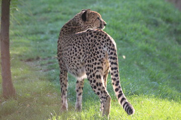 famille de guépards, mammifère terrestre l eplus rapide