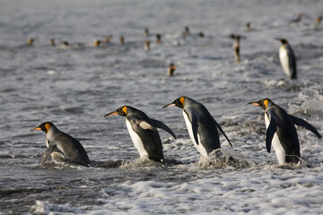 King Penguins, South Georgia Island, Antarctica