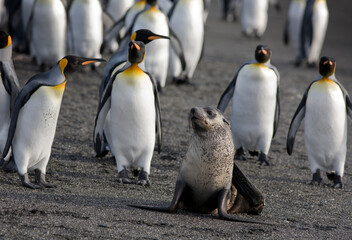 King Penguins and Fur Seal, South Georgia Island, Antarctica