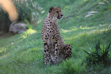 famille de guépards, mammifère terrestre l eplus rapide