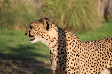 famille de guépards, mammifère terrestre l eplus rapide