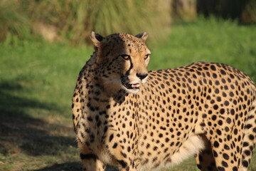 famille de guépards, mammifère terrestre l eplus rapide