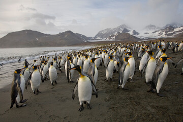 Obraz premium King Penguins, South Georgia Island, Antarctica