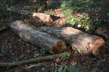 Nantes - La vallée du Cens