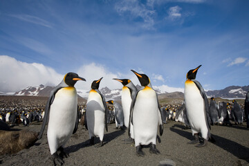 King Penguins, South Georgia Island, Antarctica