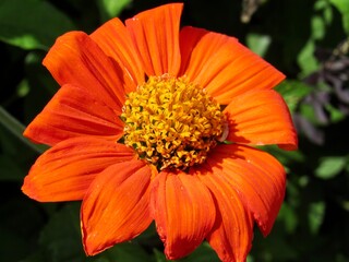 orange flower in the garden