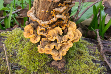 The slightly aged Chicken of the Woods bracket fungus growing on a decaying tree in late February.