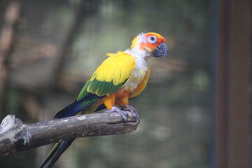 red and yellow macaw