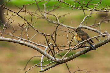 枝で休むルリビタキ