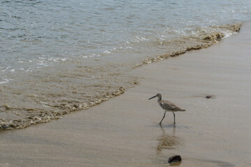 Pájaro willet a la orilla del mar.