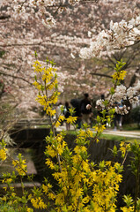 黄色い綺麗なレンギョウの花と桜の風景