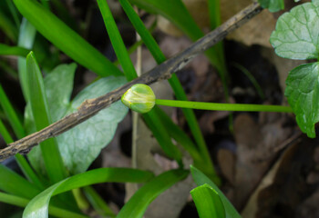 The flower-bud of the Crowsfoot or Lesser Celandine.