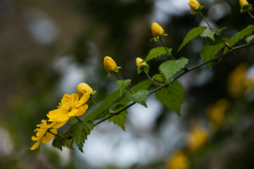 春に黄色い花の咲く山吹